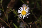 White panicle aster